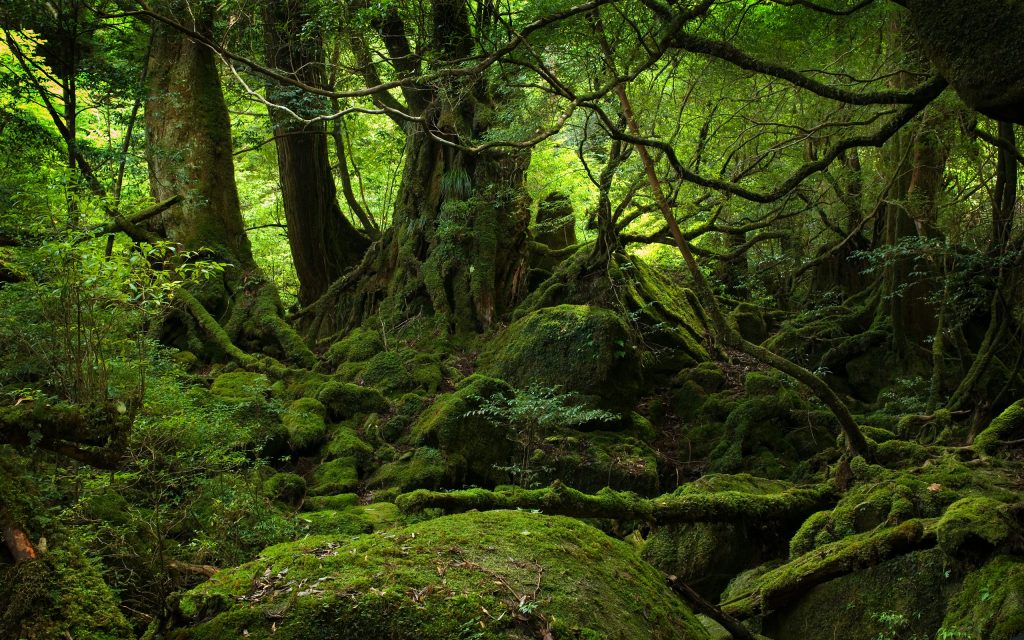 AMAZON JUNGLE