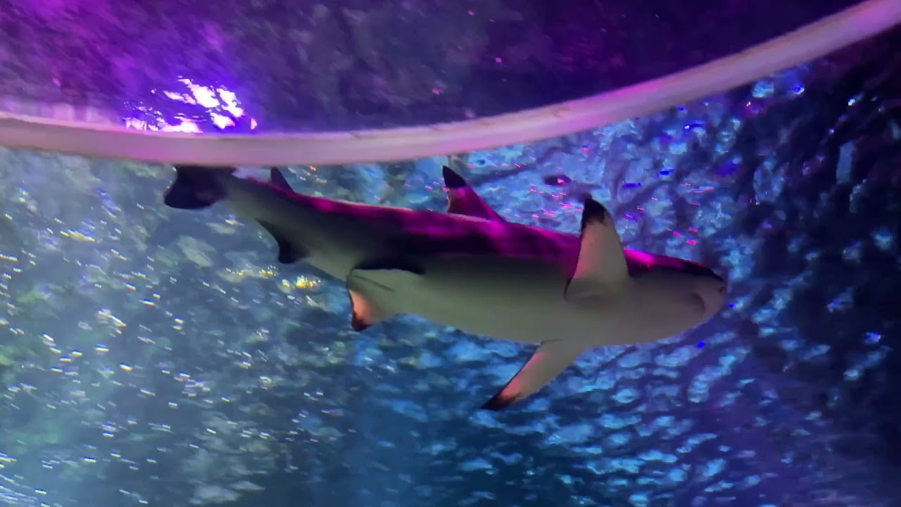 Aquarium