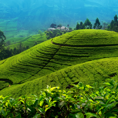 Sri Lanka Getaway